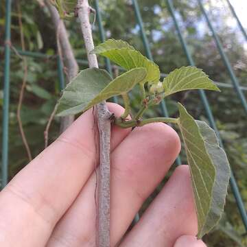 Cissus verticillata (L.) Nicolson & C. E. Jarvis resmi