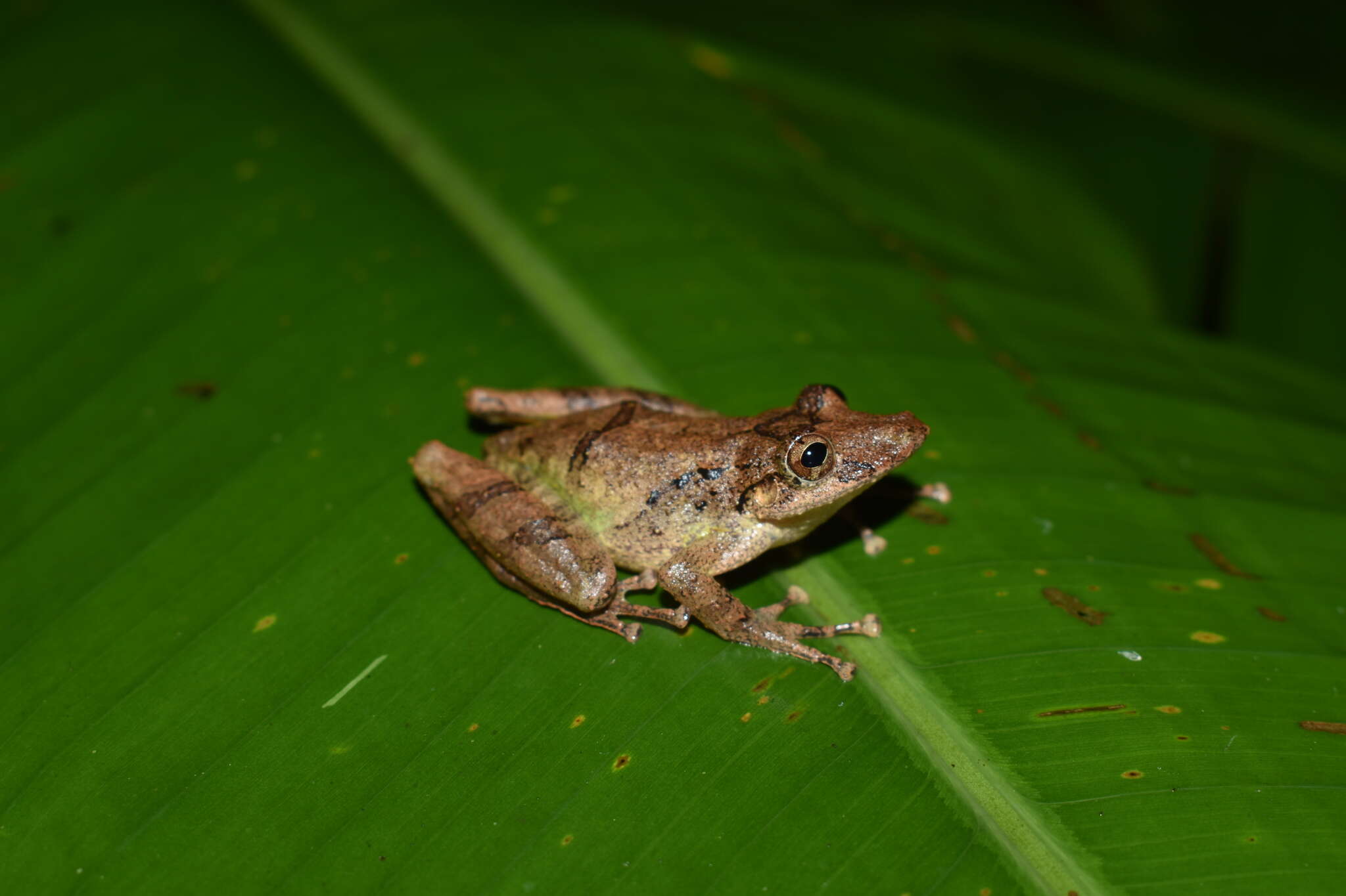 Scinax garbei (Miranda-Ribeiro 1926)的圖片