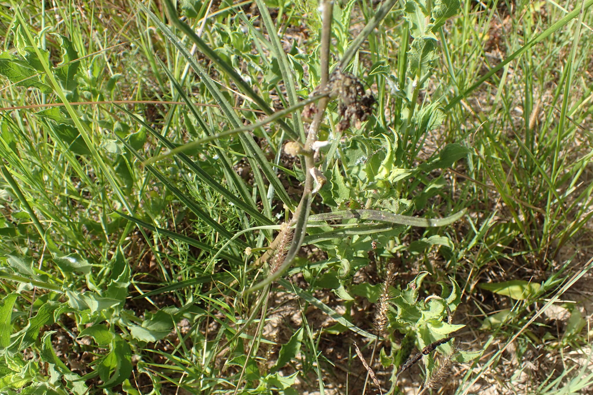 Image de Asclepias hirtella (Pennell) R. E. Woodson