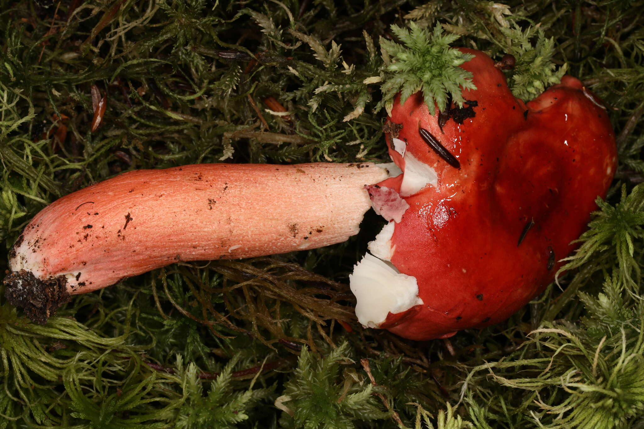 Image of Russula peckii Singer 1943