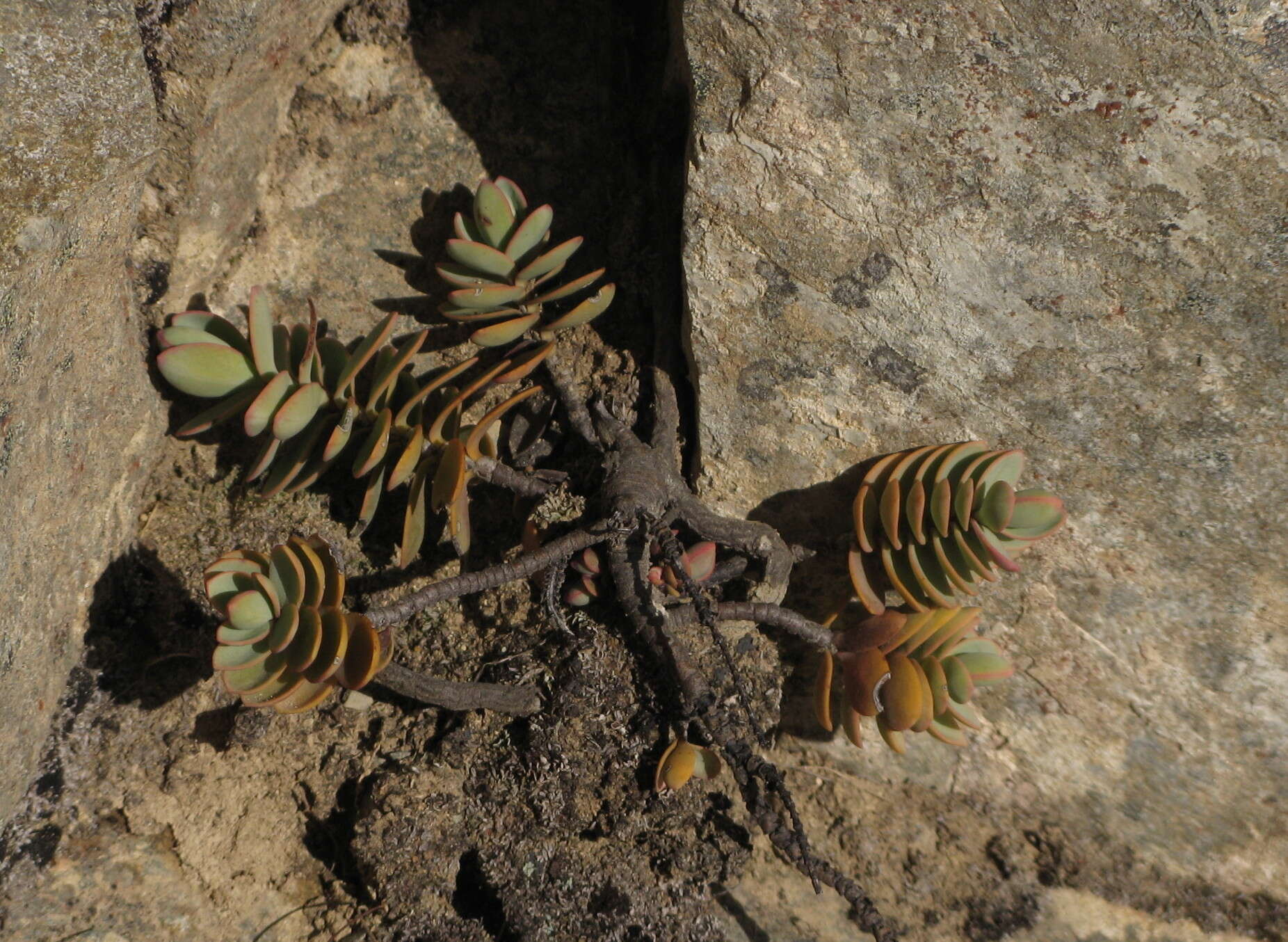 Image of Veronica pinguifolia Hook. fil.