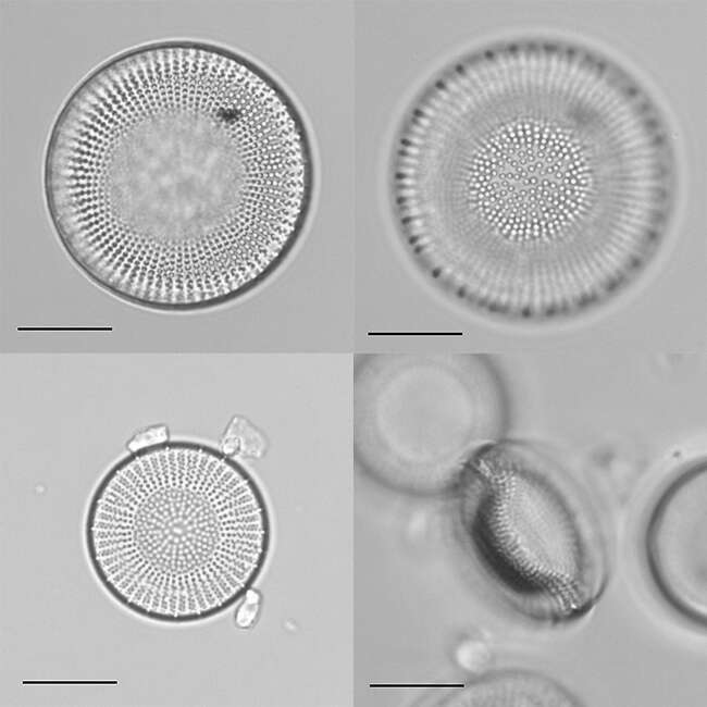 Sivun Stephanodiscus neoastraea kuva