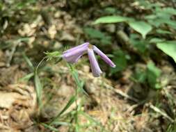 Image of swordleaf phlox