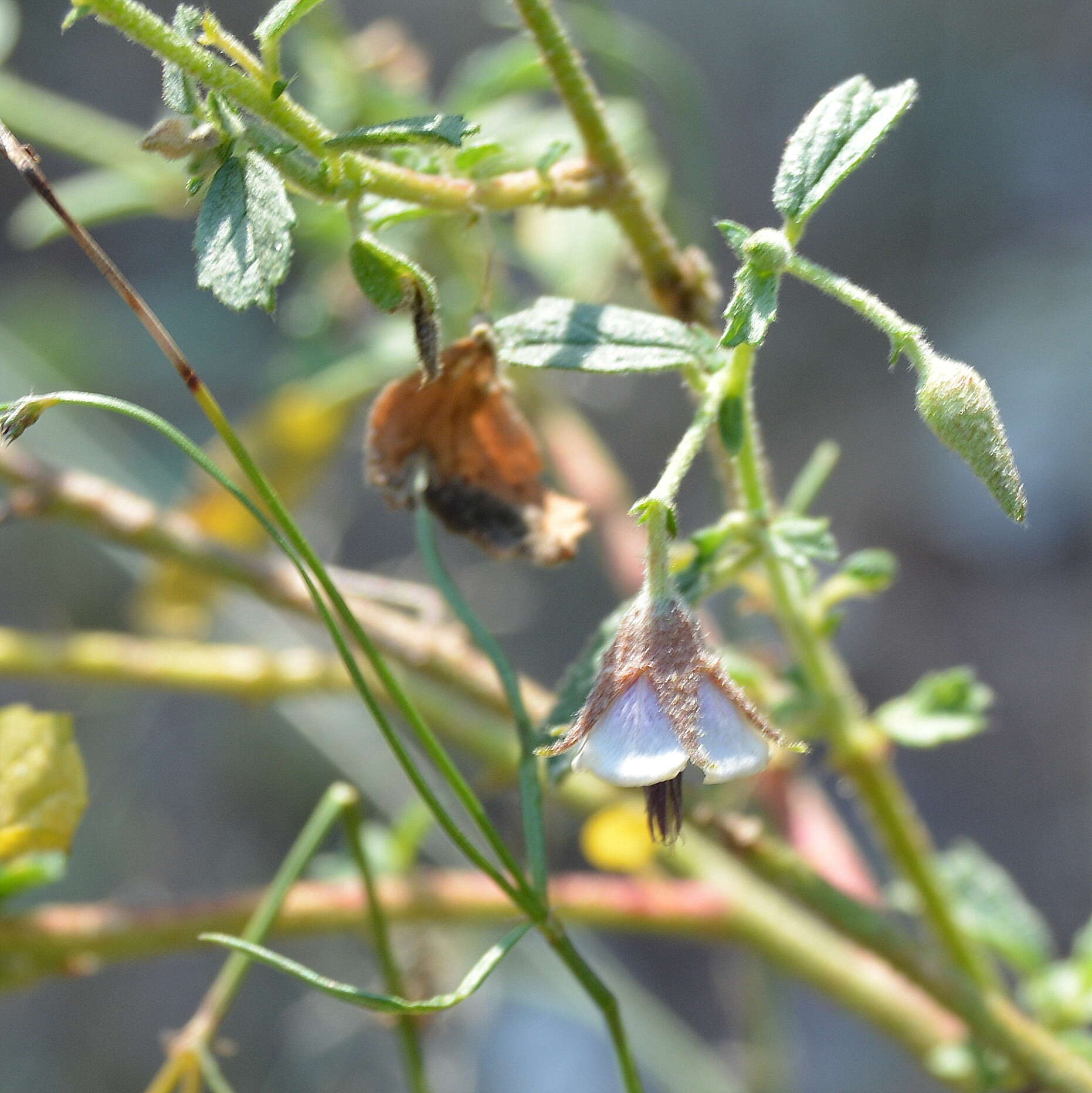 Image of Hermannia boraginiflora Hook.