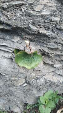 Image of Begonia monophylla Pav. ex A. DC.