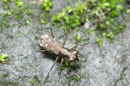 Cylindera (Ifasina) kaleea yedoensis (Kano 1933) resmi