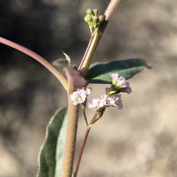 Image de Boerhavia dominii R. D. Meikle & H. J. Hewson