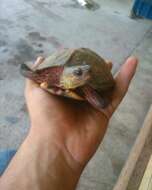 Image of Painted Wood Turtle