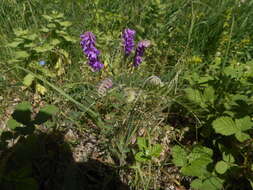 Image of Vicia cracca subsp. incana (Gouan) Rouy