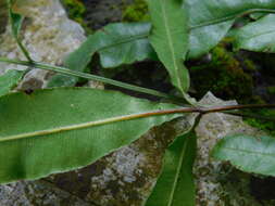 Pteris venusta Kunze resmi