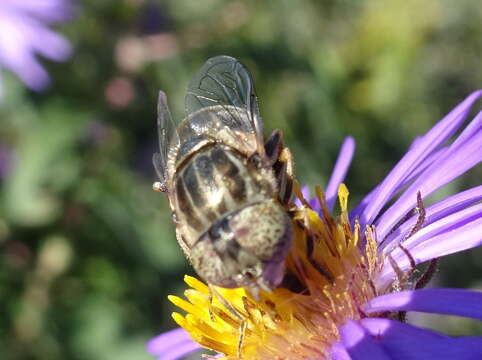 Image de Eristalinus aeneus (Scopoli 1763)