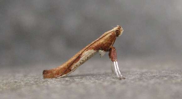 صورة Caloptilia coroniella (Clemens 1864)