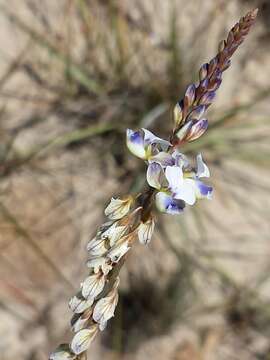 Image of Polygala longeracemosa H. Perrier