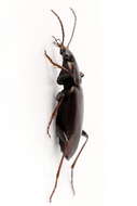 Image de Agonum (Agonum) gracilipes (Duftschmid 1812)