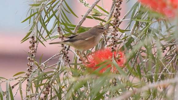 Image of Dusky Warbler