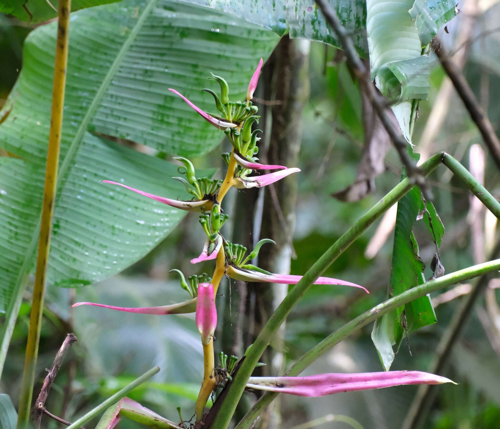 Image of Heliconia aemygdiana Burle-Marx