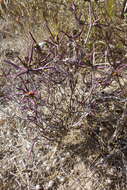 Image of Lampranthus spiniformis (Haw.) N. E. Br.