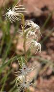 Image of Tassel orchid