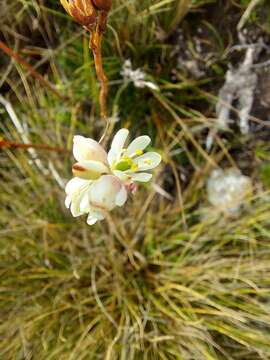 Image of Harperocallis falcata (Ruiz & Pav.) L. M. Campb. & Dorr