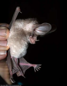 Image of California Leaf-nosed Bat