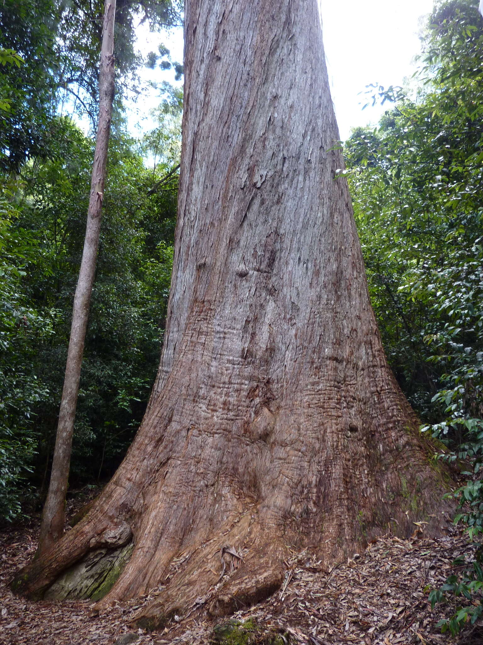 Image of Australian tallowwood