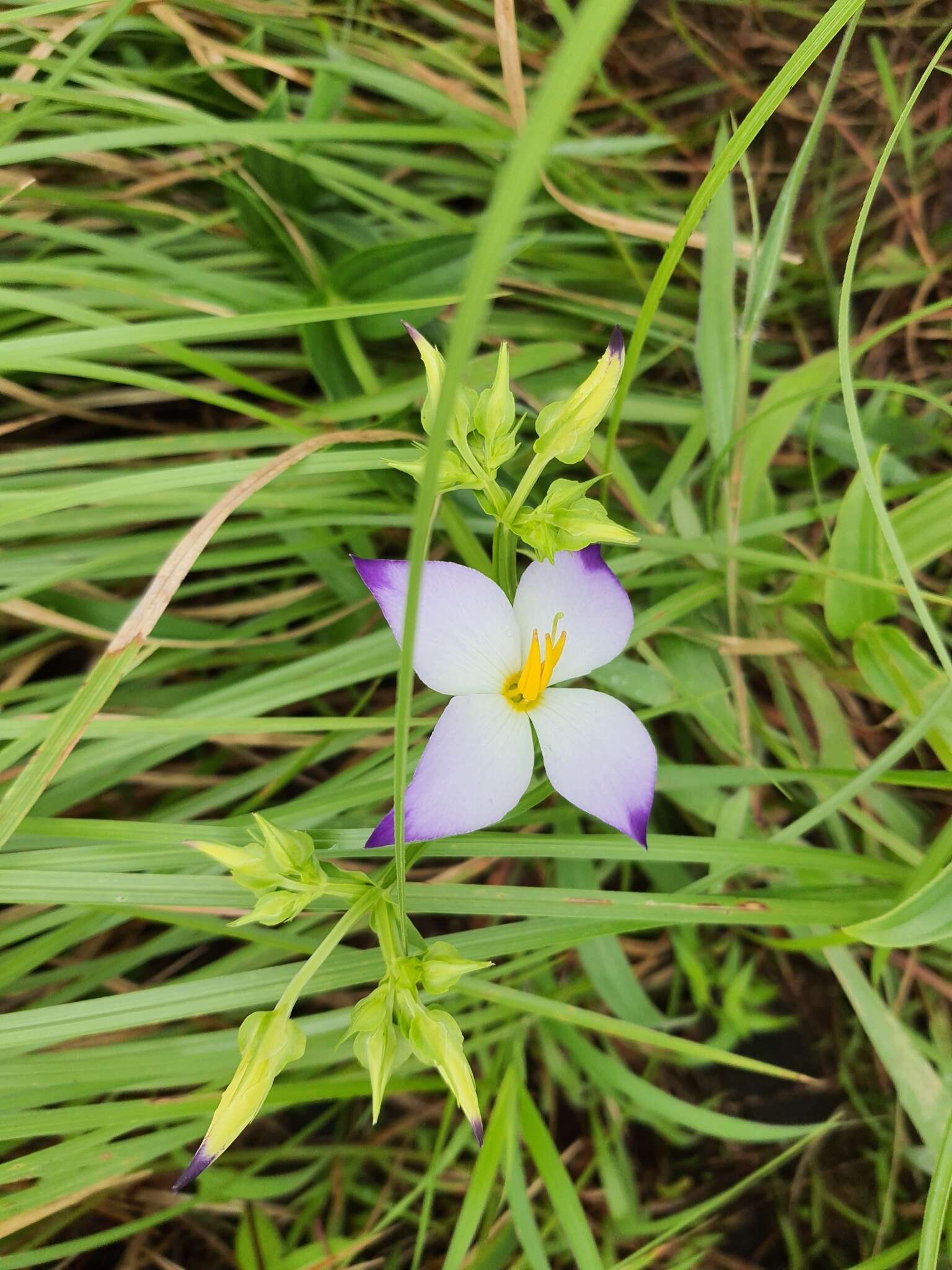 Image of Exacum tetragonum Roxb.