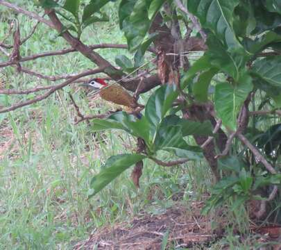 Image of Spot-breasted Woodpecker