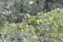 Image of Blue-headed Macaw