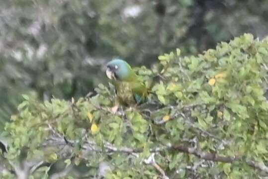 Image of Blue-headed Macaw