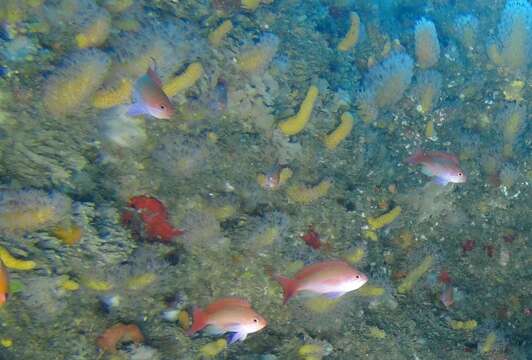 Image of Red-bar anthias