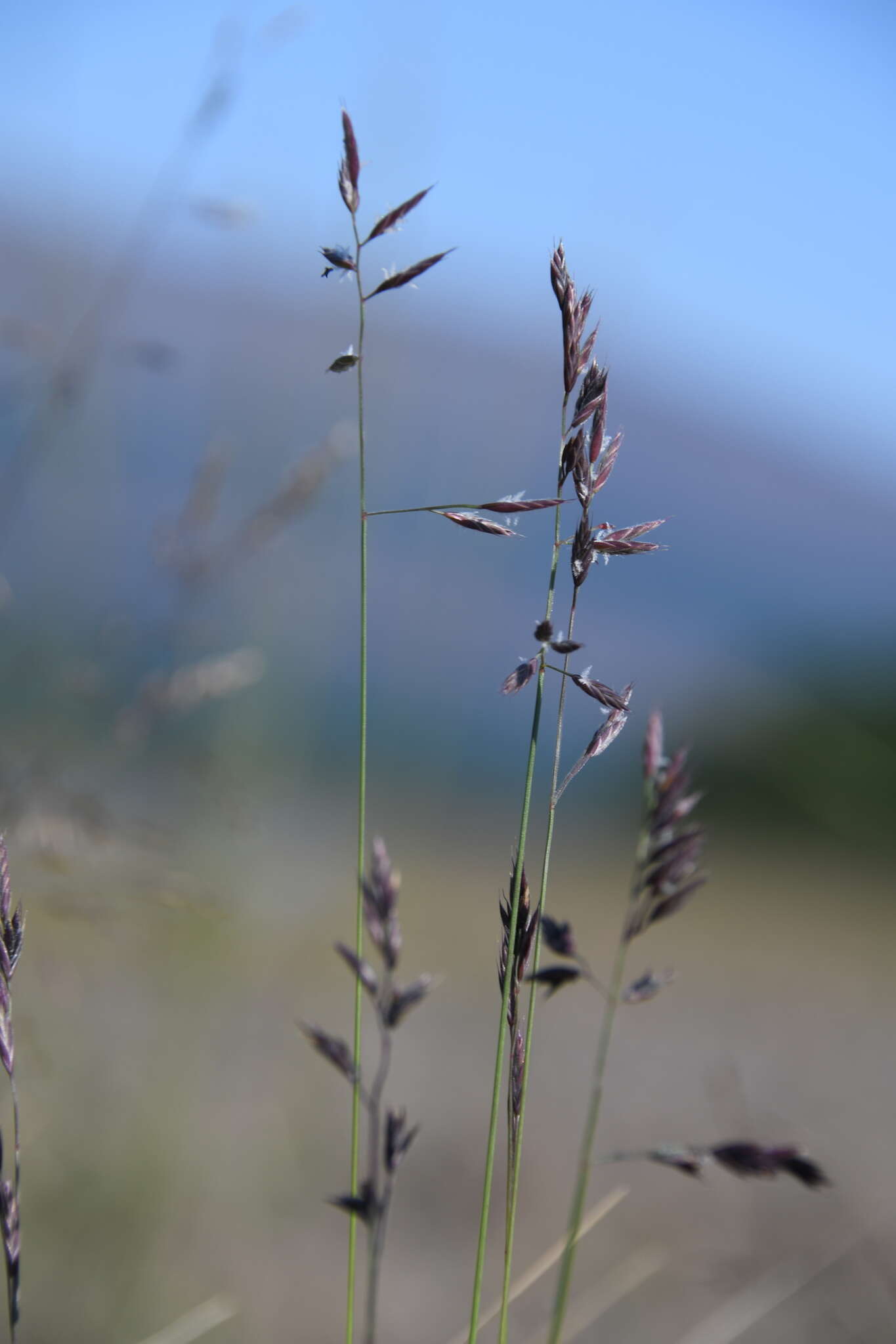 Image of Richardson's fescue