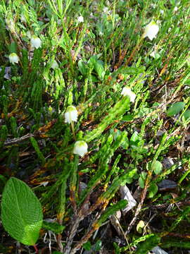 Image of white arctic mountain heather