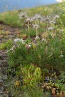 Image of Sempervivum caucasicum Rupr. ex Boiss.