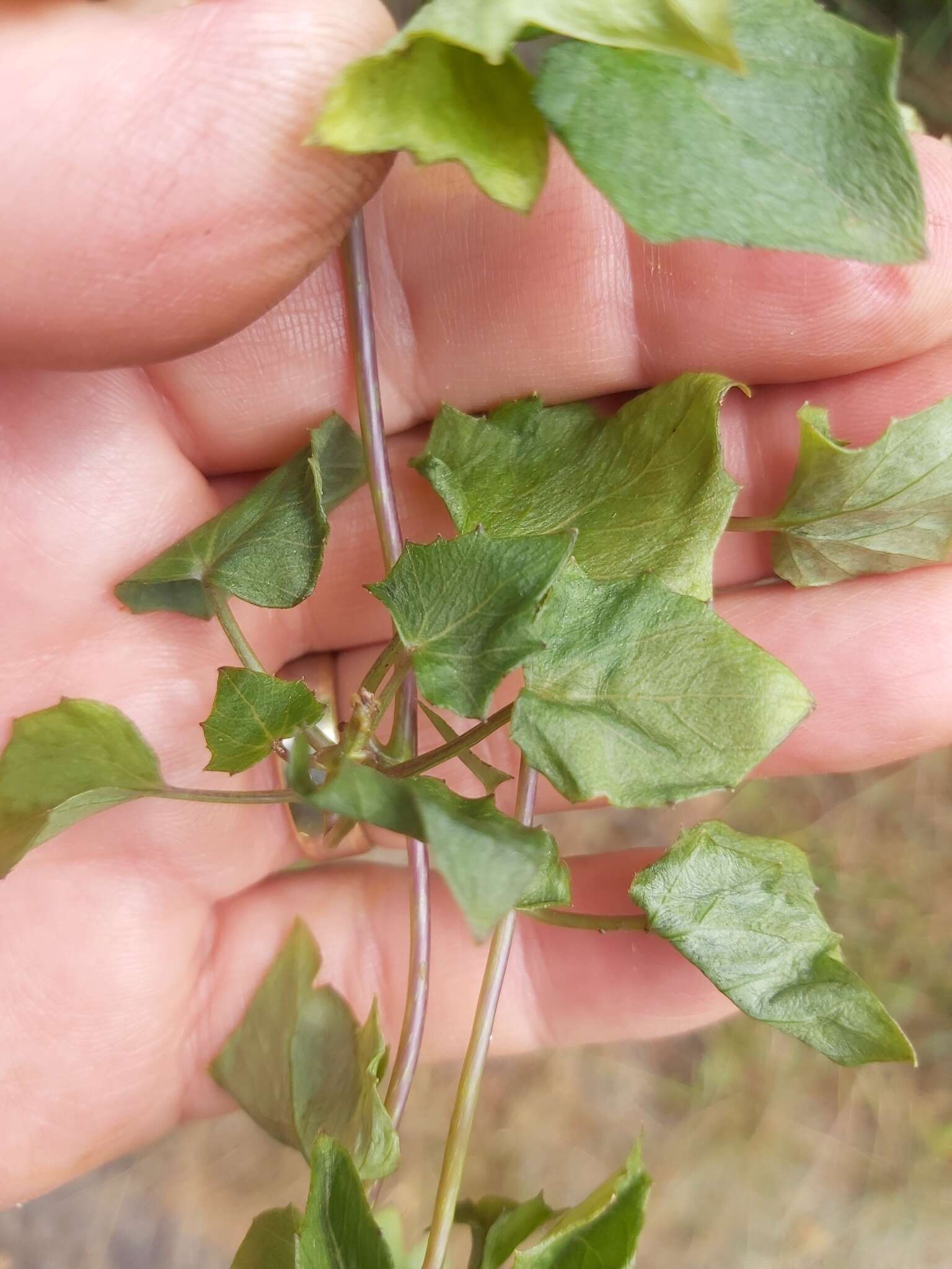 Sivun Senecio helminthioides (Sch. Bip.) Hilliard kuva