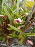 Слика од Maxillaria arbuscula Rchb. fil.