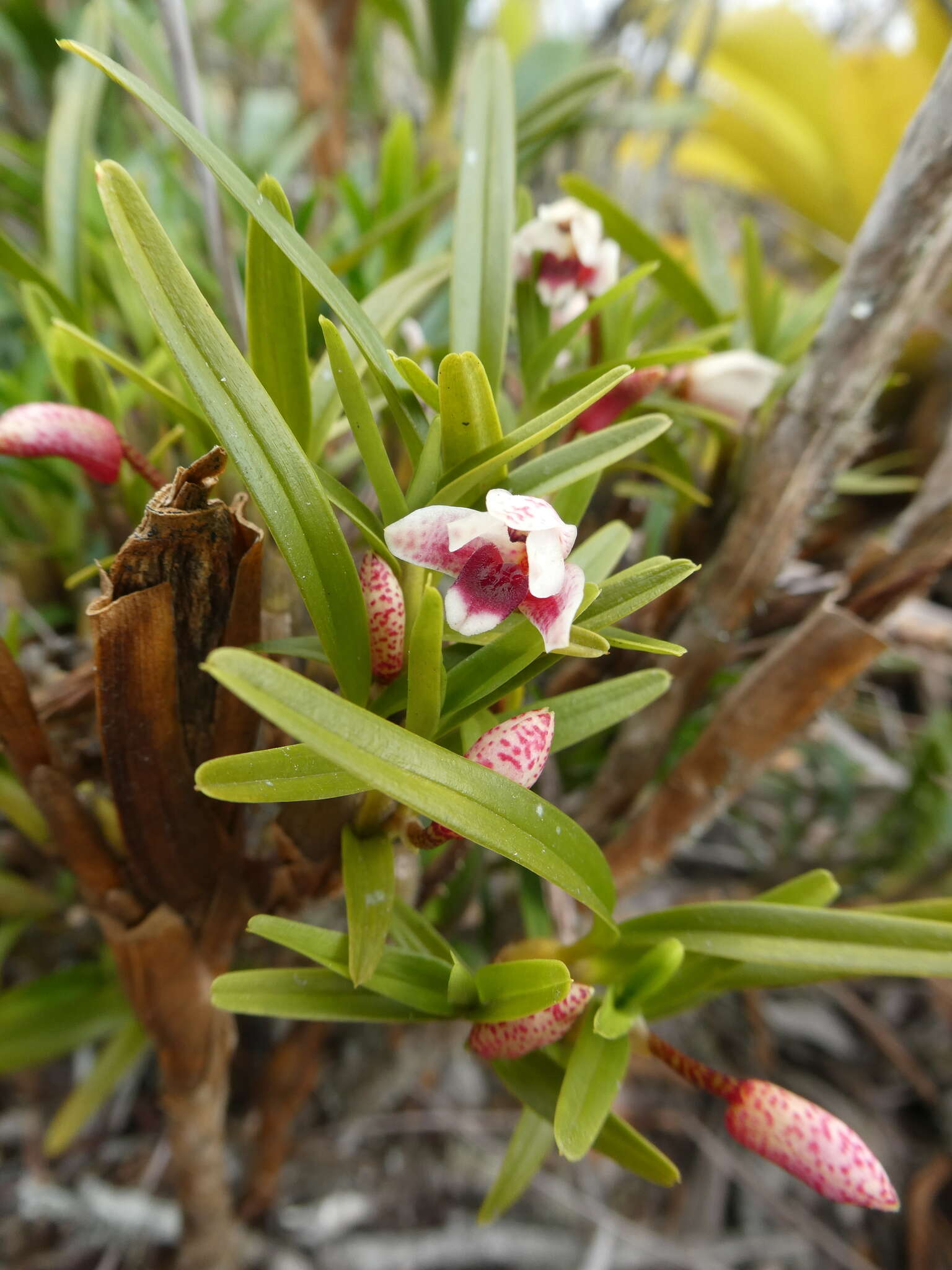 Image of Maxillaria arbuscula Rchb. fil.