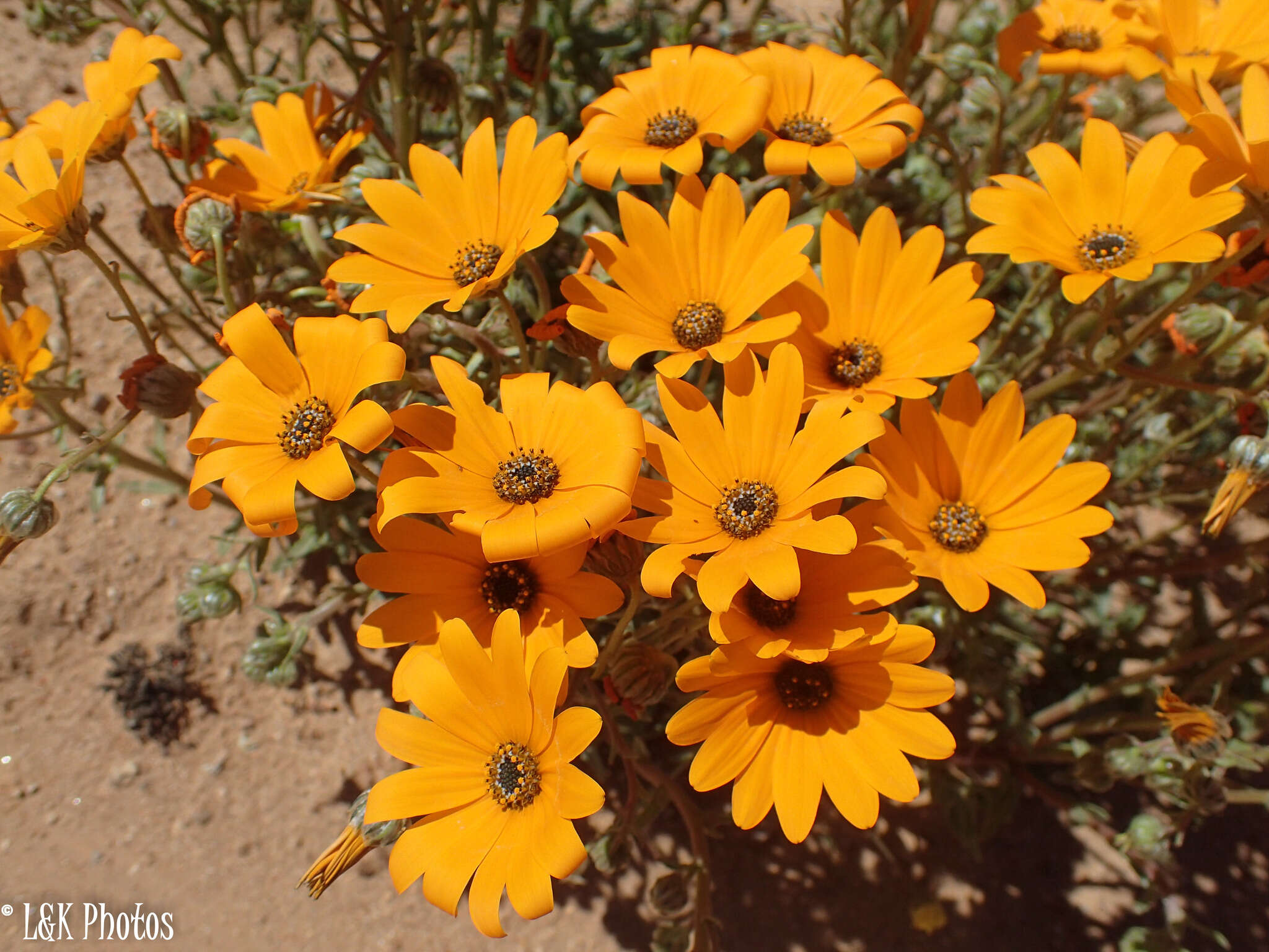 Image of Osteospermum hyoseroides (DC.) T. Norl.