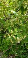 Imagem de Crataegus rivularis Nutt. ex Torr. & Gray