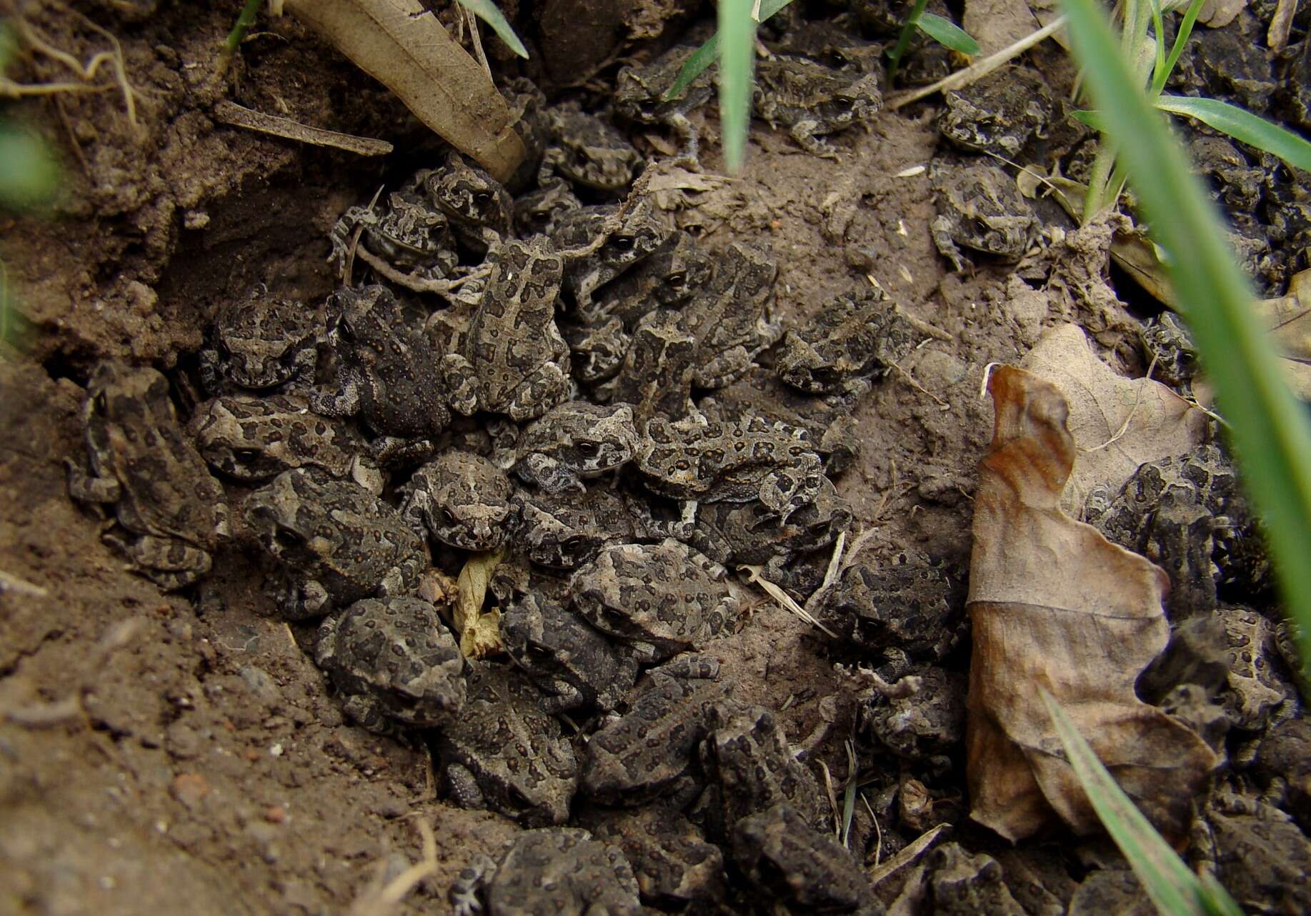 Image of Argentine toad