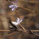 صورة Dianthus strictus subsp. strictus