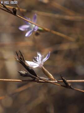 صورة Dianthus strictus subsp. strictus