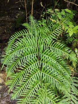 Plancia ëd Pteris terminalis Wall.