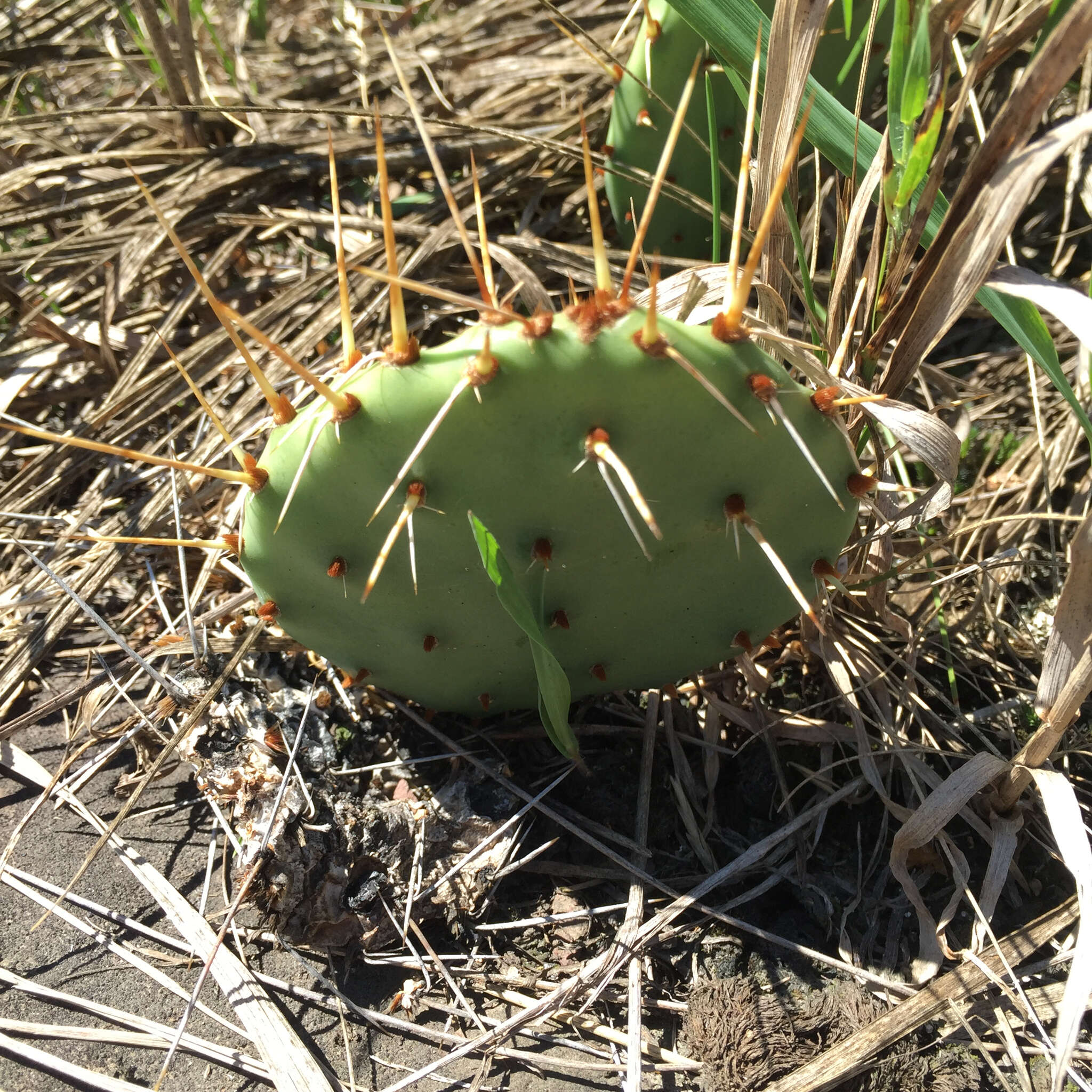 Image of Grassland Pricklypear