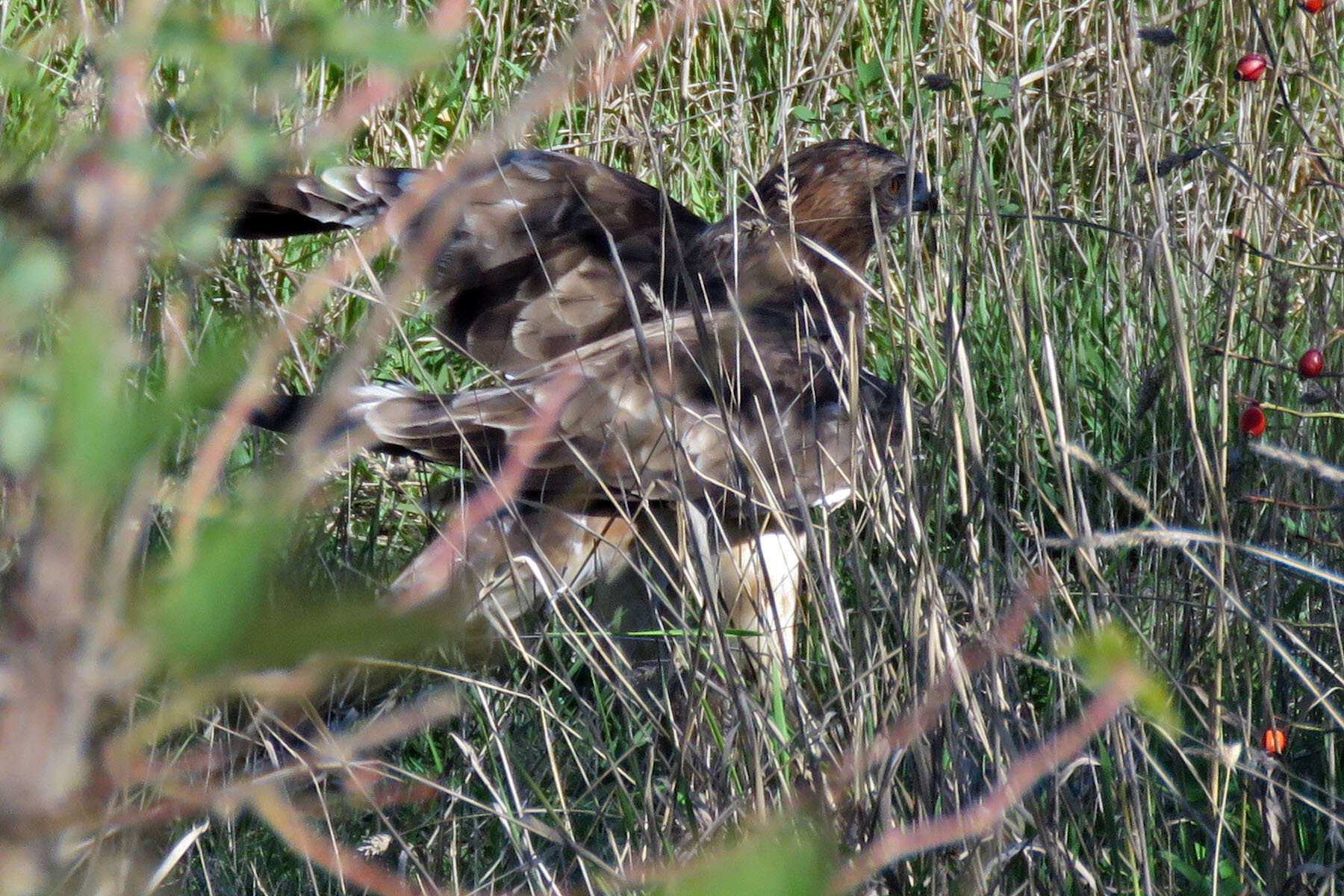 Image of Little Eagle