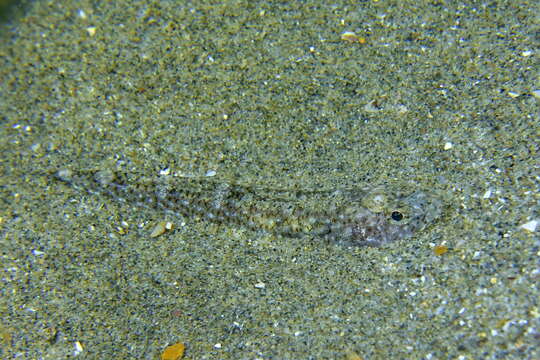 Image of Marbled Goby