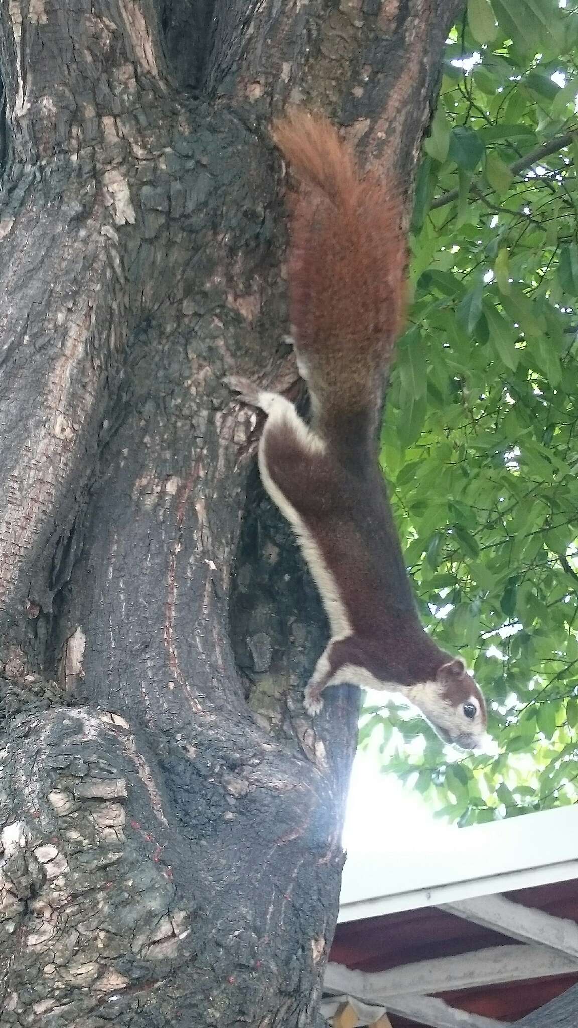 Imagem de Callosciurus finlaysonii (Horsfield 1823)