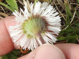 Image of Corpus Christi fleabane