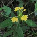 Image of Crossandra stenandrium Lindau