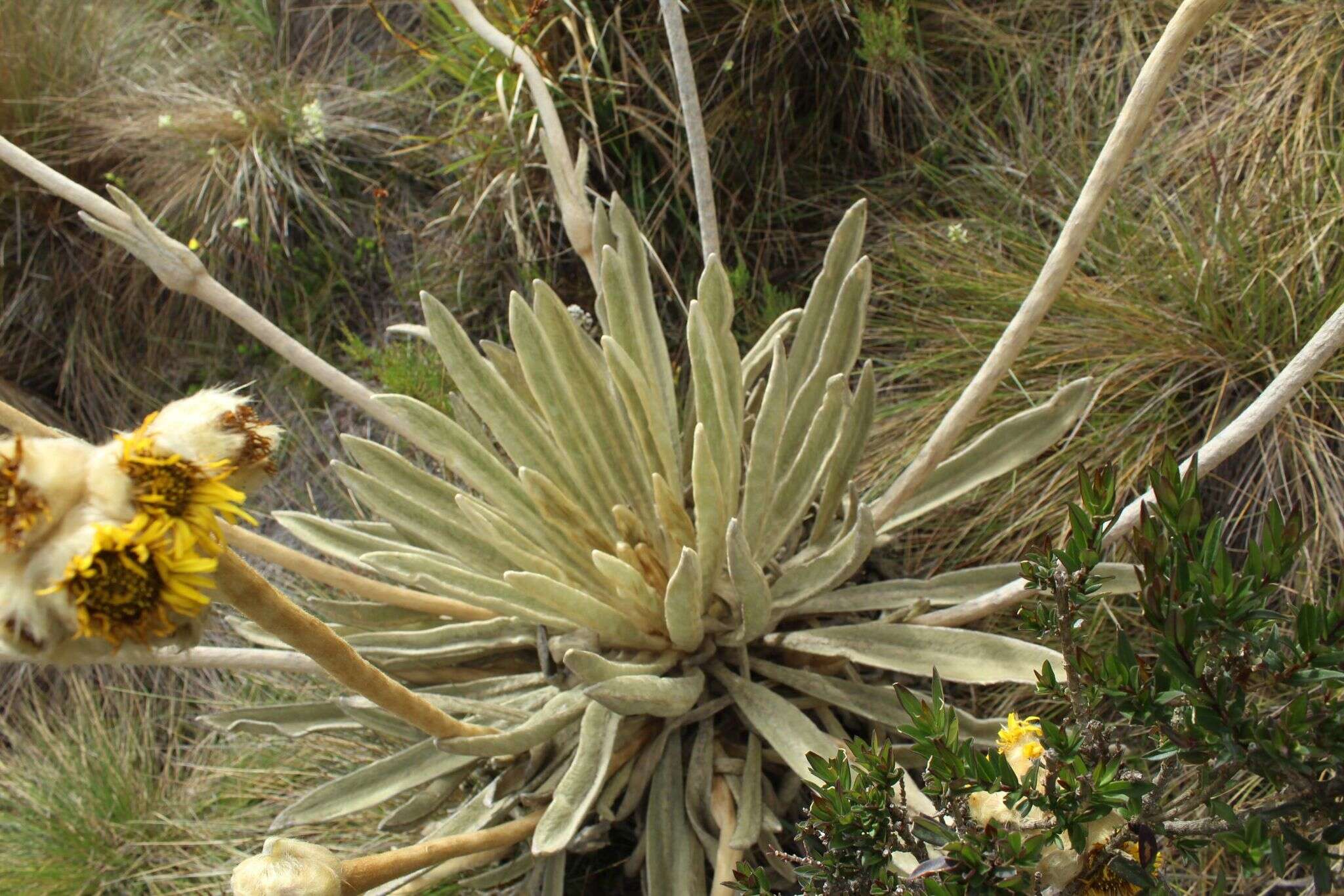 Image of Espeletia congestiflora Cuatrec.