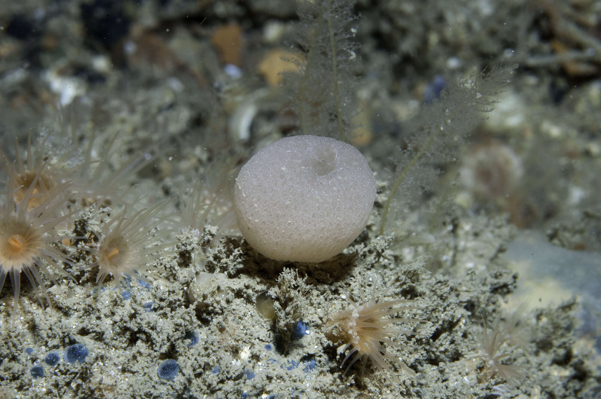 Image of guancha sponge